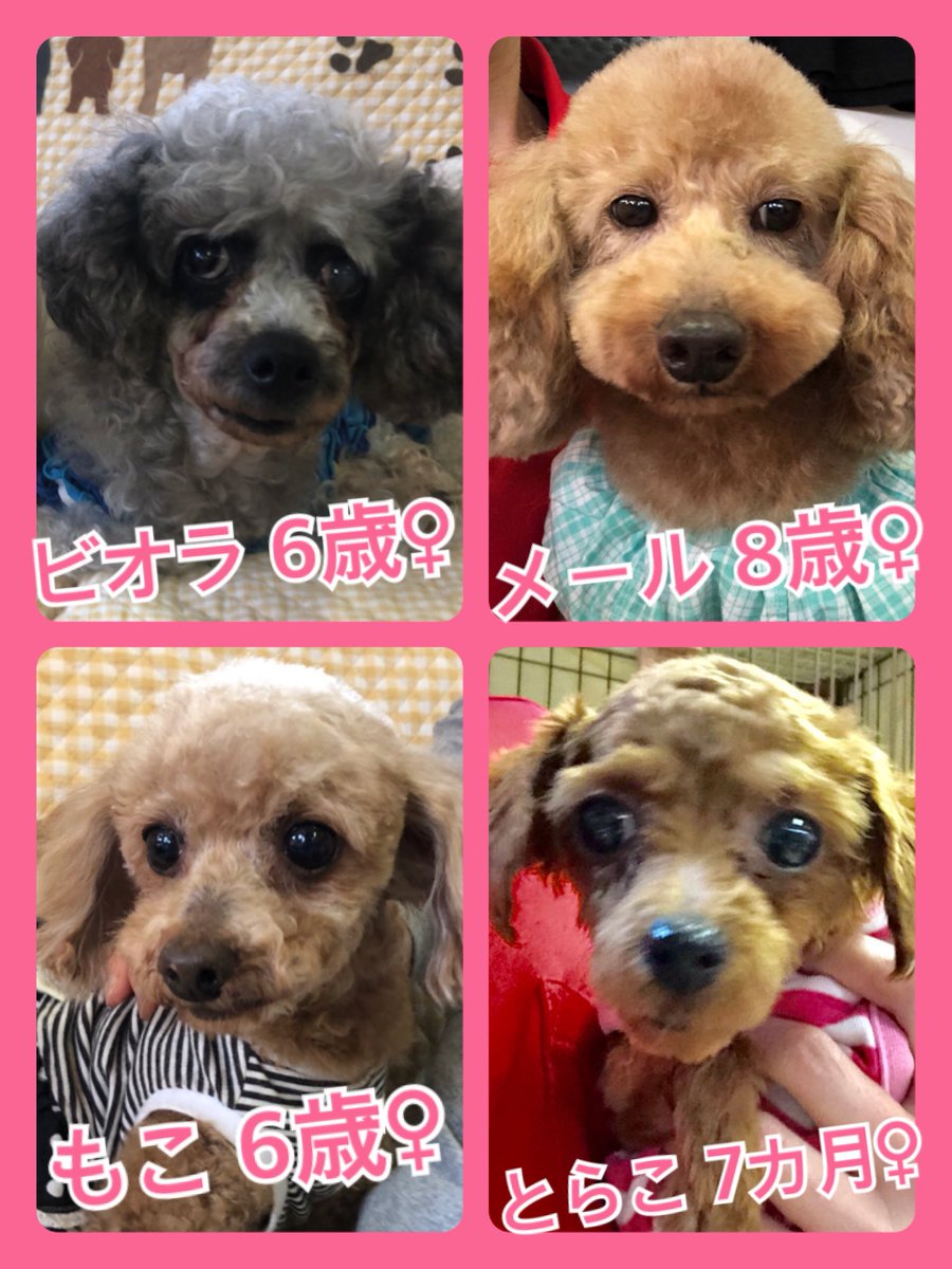 🐾今日の里親様募集中ワンコ🐶メンバーです🐾2020,4,20